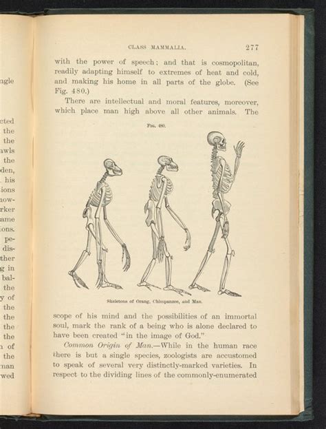 Figure 480 Skeletons Of Orangutan Chimpanzee And Man Science