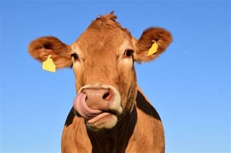 États Unis Une Vache à La Vitesse Surprenante Traquée Par La Police Le Matin