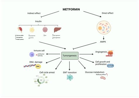 Metformin In Breast Cancer Encyclopedia Mdpi