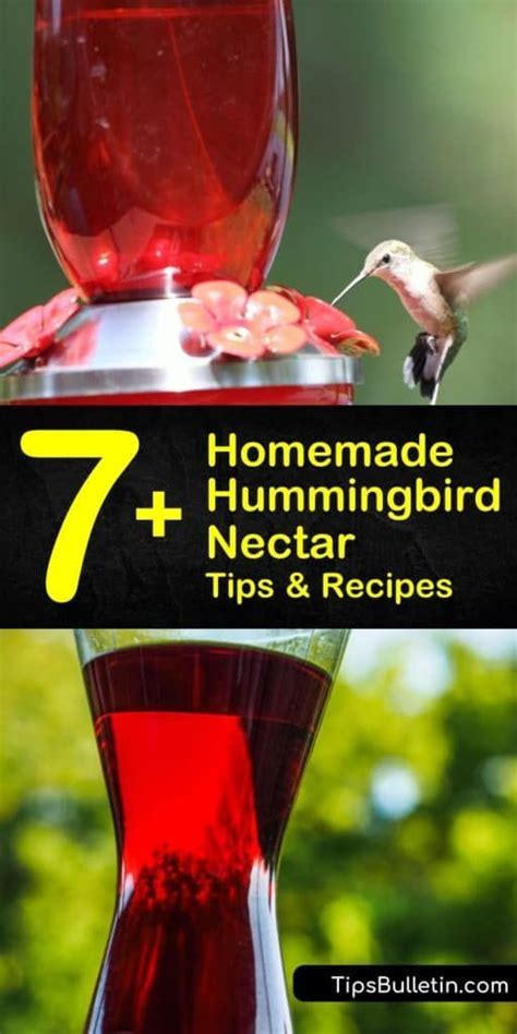 7 Easy To Make Homemade Hummingbird Nectar Recipes Recipe