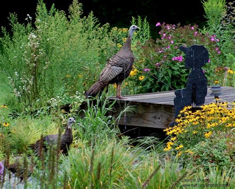 6 Tips For Feeding Wild Turkeys With Your Garden • The National