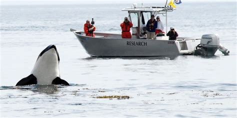 With Only 74 Southern Resident Orcas Left The Canadian Government