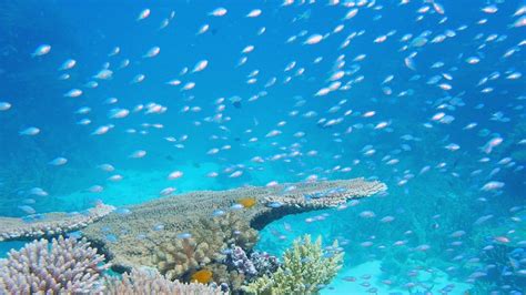 Labor Pledges More Money To Protect Great Barrier Reef From Climate