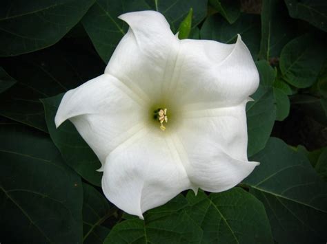 Moon Flower Seeds Pack Of 5 Seeds At