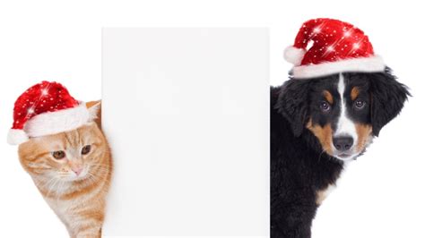 How To Keep Your Pets Safe This Christmas Wgme