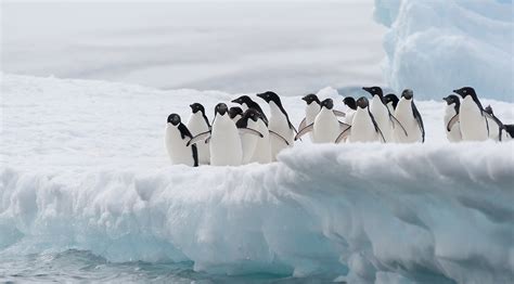 Founded during the 1967 expansion, the penguins have qualified for six stanley cup finals, winning the stanley cup five times—in 1991, 1992, 2009, 2016, and 2017. Endangered Penguins In Antarctica | Aurora Expeditions™