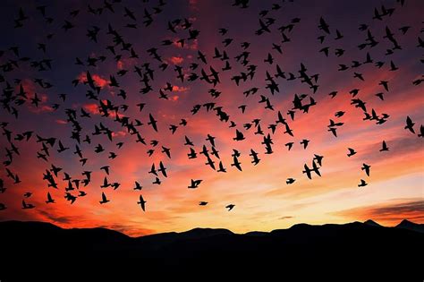 Sunset Dusk Silhouette Sky Birds Pikist