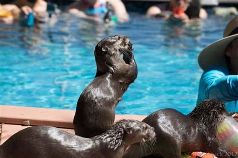Best Places To Swim With Otters In The Usa Tripelle