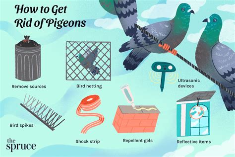 How To Deter Pigeons From Your Garden Garden Ftempo