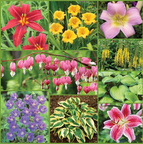 Easy To Grow Perennial Collection Sp21 Image Onlyweb Horticana