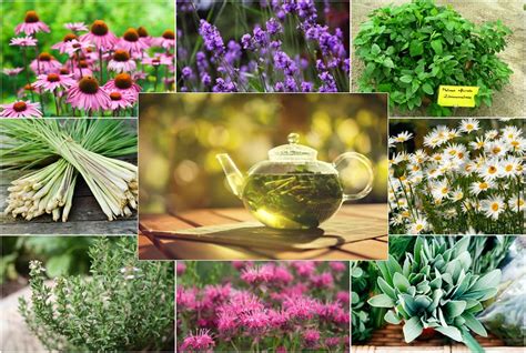 The zoological garden is extended over 114 hectares of land. Grow Your Own Herbal Tea Garden: 12 Herbs To Get Your Started