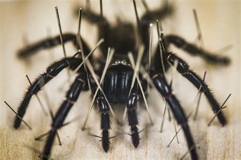 Spiders The Australian Museum