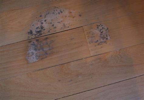 Signs Of Mold Under Hardwood Floors And How To Remove It