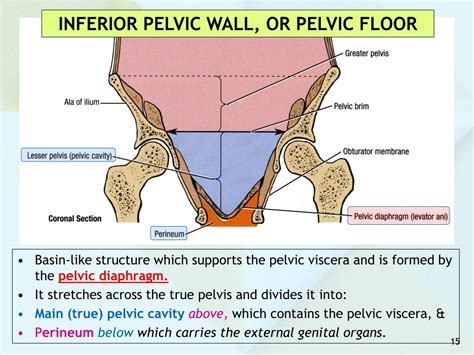 Ppt Anatomy Of The Pelvis Powerpoint Presentation Free Download Id