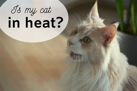 Can A Female Cat Mate When Not In Heat Cat Lovster