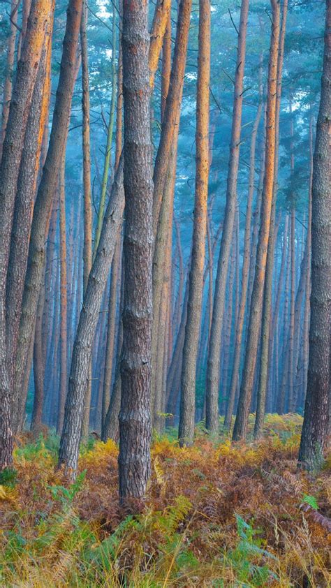 Sunlight Reflecting On Tree Trunks Of Pine Forest On A Misty Morning In