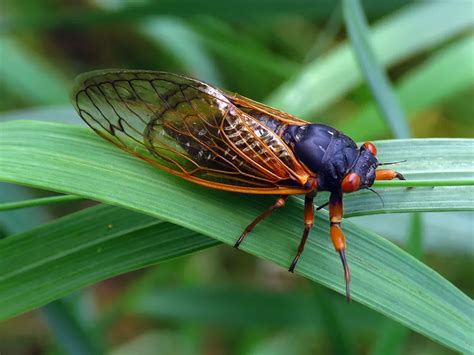 The 2021 Brood X Cicada Emergence A Recap Cicada Brooding