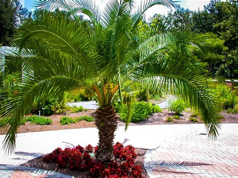 Pygmy Date Palm Trees For Sale Online The Tree Center