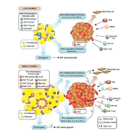 The Role Of Obesity In Tumorigenesis With Obesity Secreted Cytokines