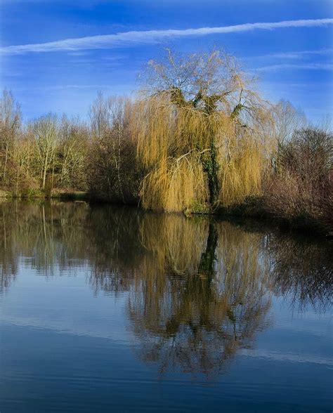 Hd Wallpaper Willow Tree Thorney Lakes Nature Water Reflection