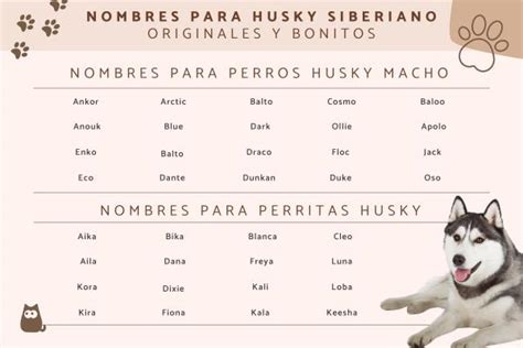 80 Nombres Para Perros Husky Siberiano ¡ideas Originales Y Bonitas