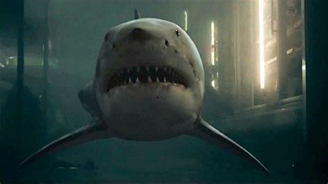 Un tiburón tigre se juega la vida para comerse a. Las 13 mejores películas de tiburones asesinos - Terror en ...