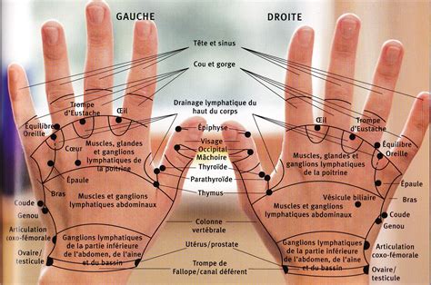 Carte Des Points Dacupuncture Auriculothérapie