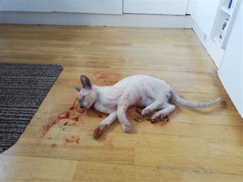 Cat Nearly Gave Its Owner A Heart Attack 3 Pics