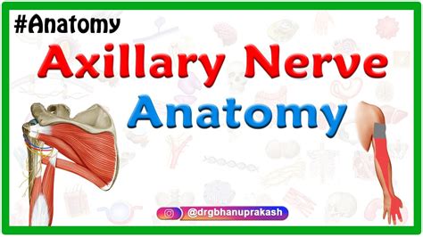 Axillary Nerve Anatomy Origin Course Branches Innervation Usmle