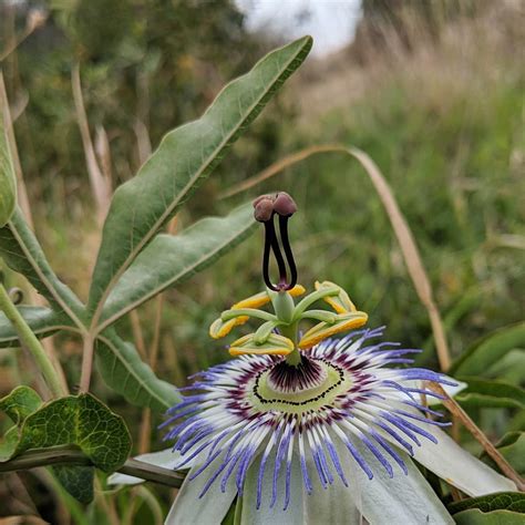 Blue Passionflower Passiflora Caerulea Weeds Of Melbourne