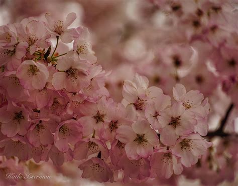 Cherry Blossoms 2019a Photograph By Kathi Isserman Fine Art America