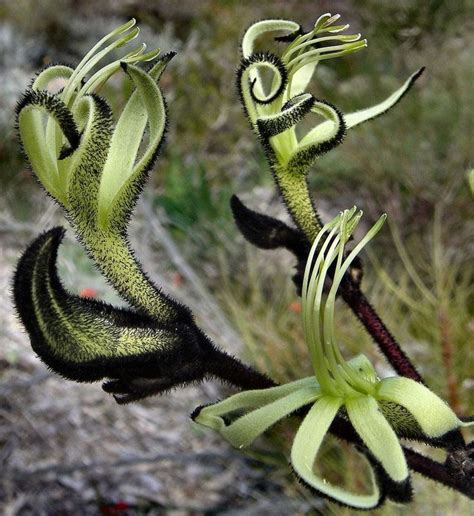 Black Kangaroo Paw Macropidia Fuliginosa Unusual Flowers Unusual
