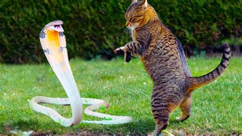 20 Times Snakes Messed With The Wrong Cat Youtube