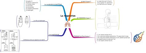 Maybe you would like to learn more about one of these? La respiration: carte mentale | Classemapping