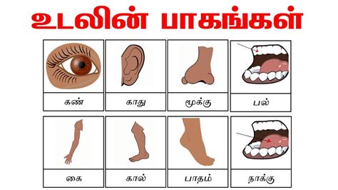 Clear sound is provided for all tamil animals , birds and body parts names to make learning easy. Parts of the body in Tamil for beginners | உடலின் பாகங்கள் | Basis Level Tamil Language Learning ...