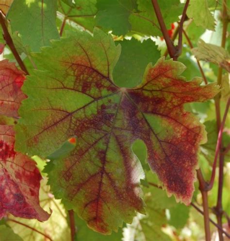 Grapevine Red Blotch Virus Outbreak Vinehealth Australia