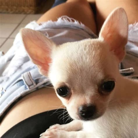 The 14 Happiest Chihuahua Pictures Of All Time - The Paws