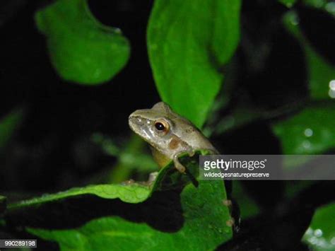 Spring Peeper Photos And Premium High Res Pictures Getty Images