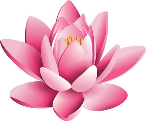 Flor De Lotus Png Png Image Collection