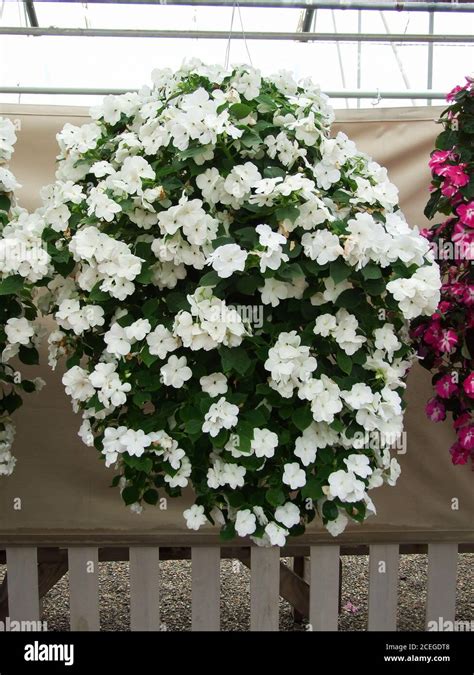 White Impatiens In Potted Scientific Name Impatiens Walleriana Flowers