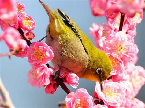 Flowers Birds Spring Season 1400x1050 Wallpaper High