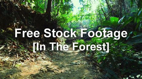 Free Stock Footage In The Forest Youtube