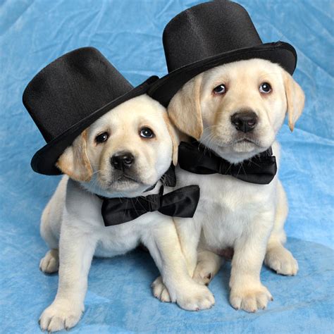 Two Puppies Wearing Top Hats Animalswearinghats