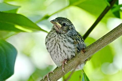 Baby Sparrow Shutterbug