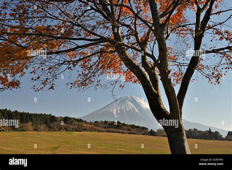 Soft Hazy Mount Fuji With A Maple Tree In Brilliant Autumn Colours