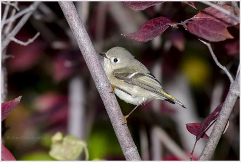 Ruby Crowned Kinglet Female Ruby Crowned Kinglet Glen Titanic Flickr