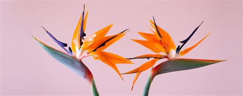Unveiling The Beauty And Secrets Of Bird Of Paradise Flowers Lov