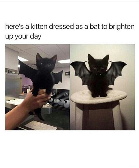 The Best Bat Memes Memedroid