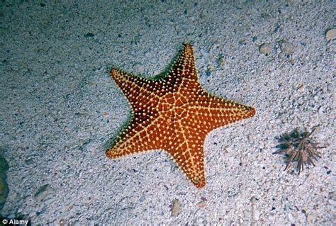 Mystery Disease Turns Starfish To Goo As 95 Of The Sea Creatures Are