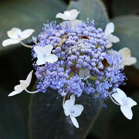 How To Grow And Care For The Most Colorful Hydrangeas Hydrangea Care